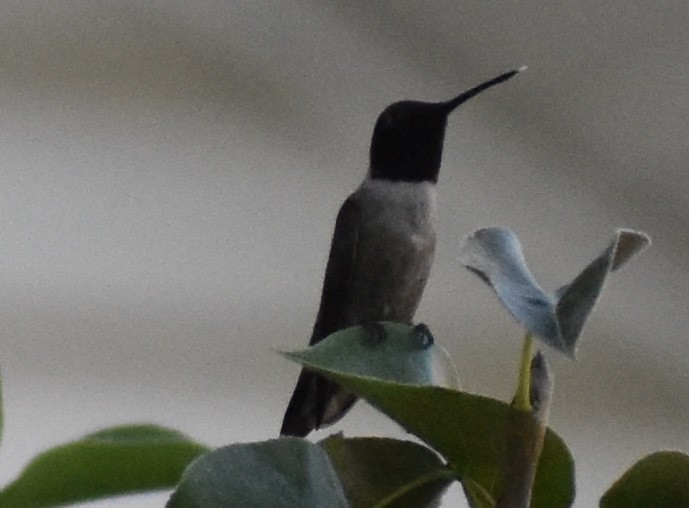 Colibri à gorge noire - ML642936062