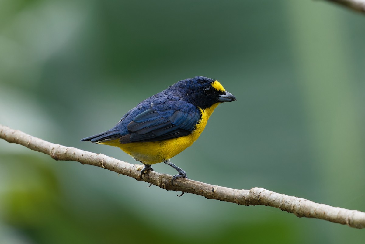 Yellow-throated Euphonia - ML642936065