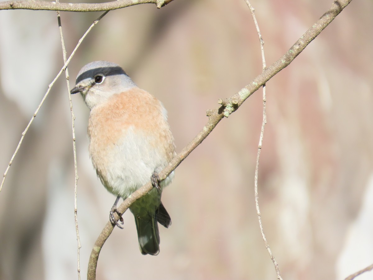 Western Bluebird - ML642936069