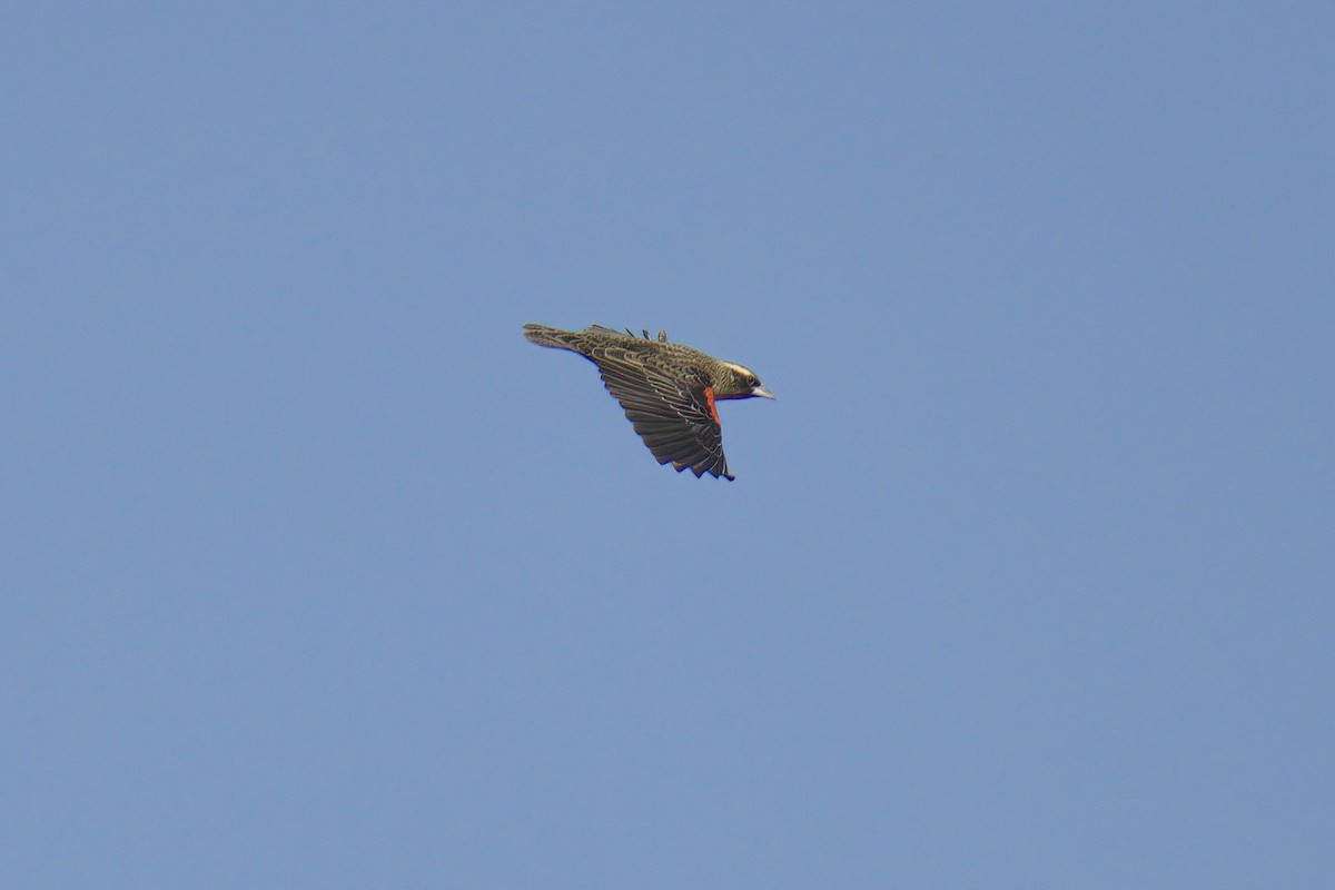 White-browed Meadowlark - ML642936071