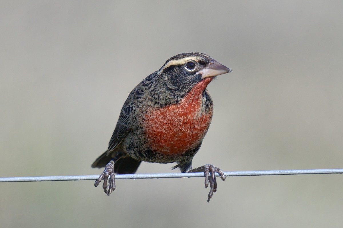White-browed Meadowlark - ML642936074