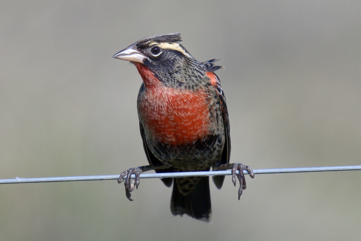 White-browed Meadowlark - ML642936075
