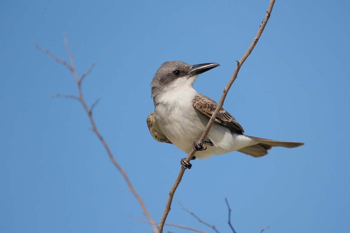 Gray Kingbird - ML642936077