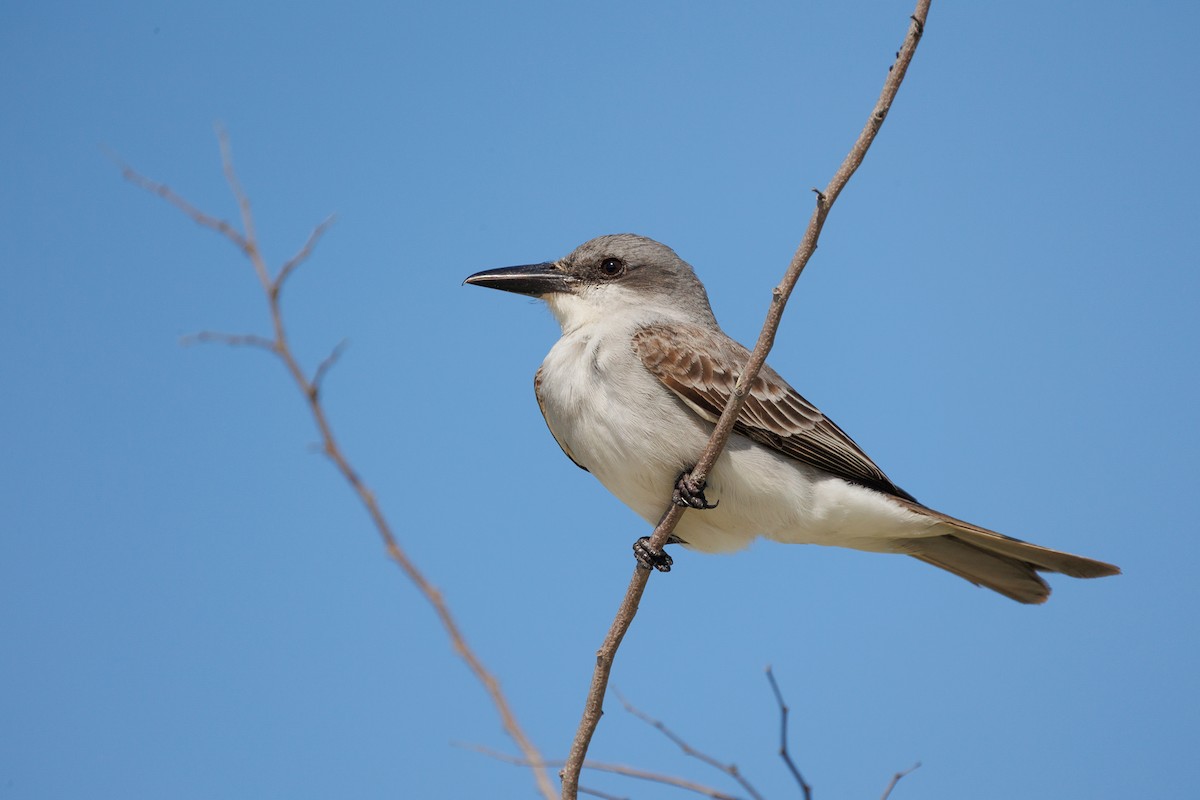 Gray Kingbird - ML642936078