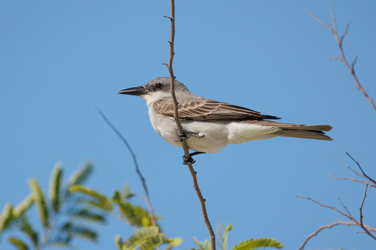 Gray Kingbird - ML642936079