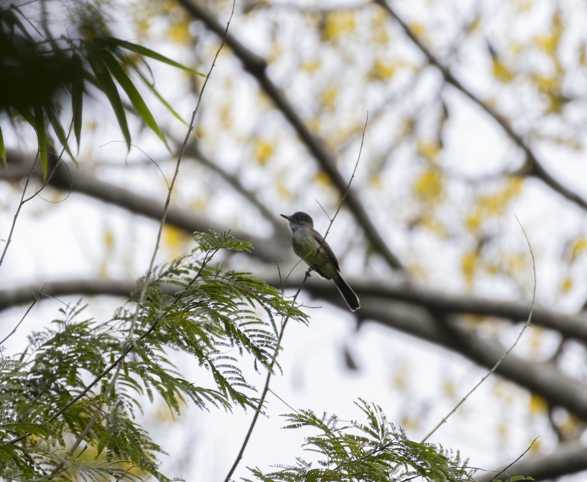 Short-crested Flycatcher - ML642936090