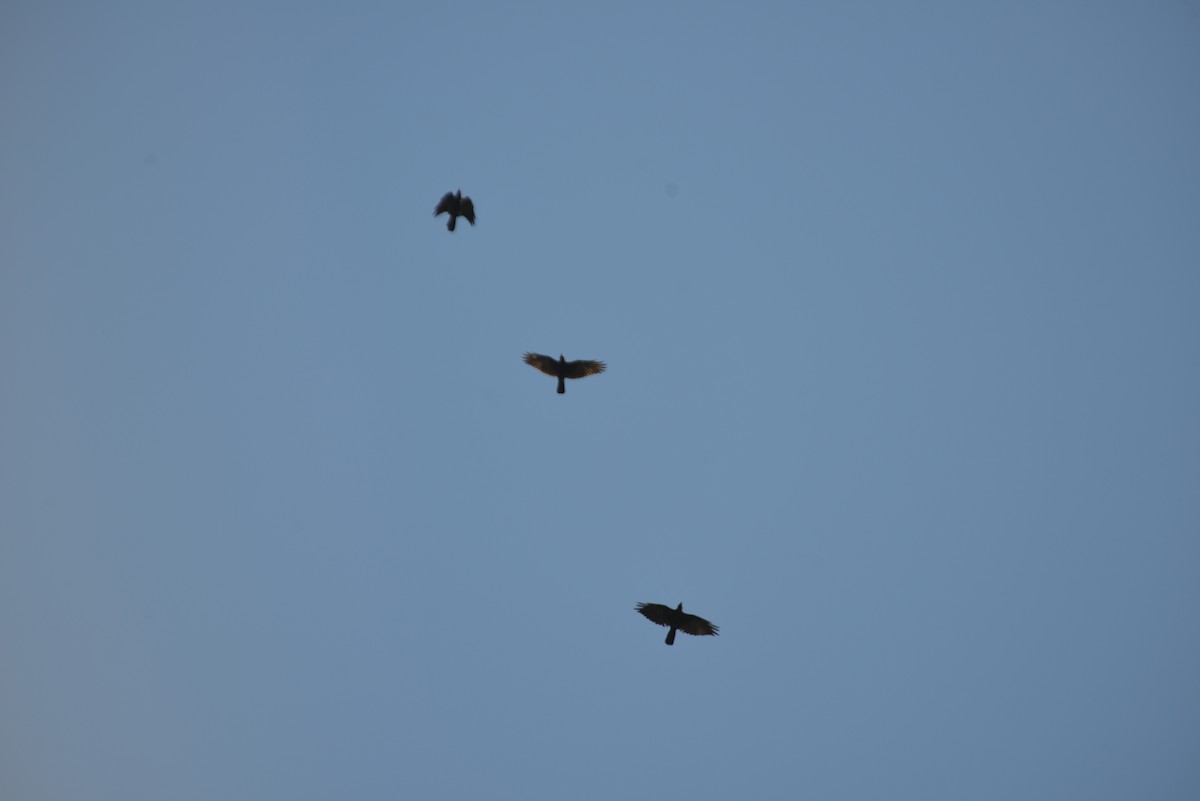 American/Fish Crow - ML642936092
