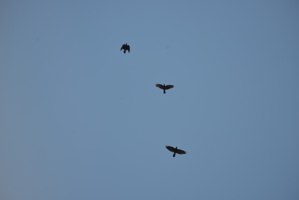 American/Fish Crow - ML642936093