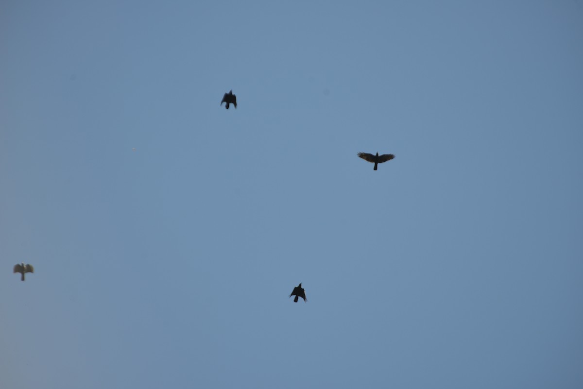 American/Fish Crow - ML642936094