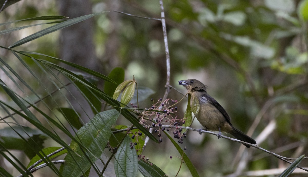 Black-goggled Tanager - ML642936110