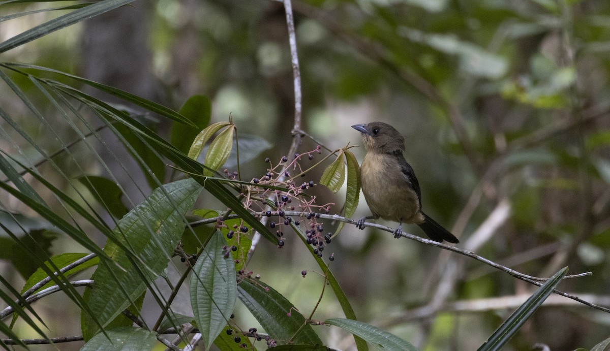 Black-goggled Tanager - ML642936111
