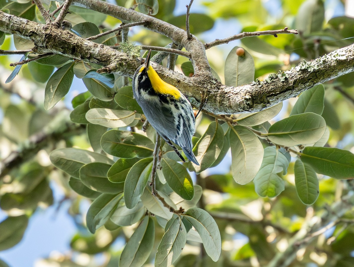 Yellow-throated Warbler - ML642936137
