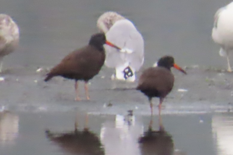 Black Oystercatcher - ML642936143