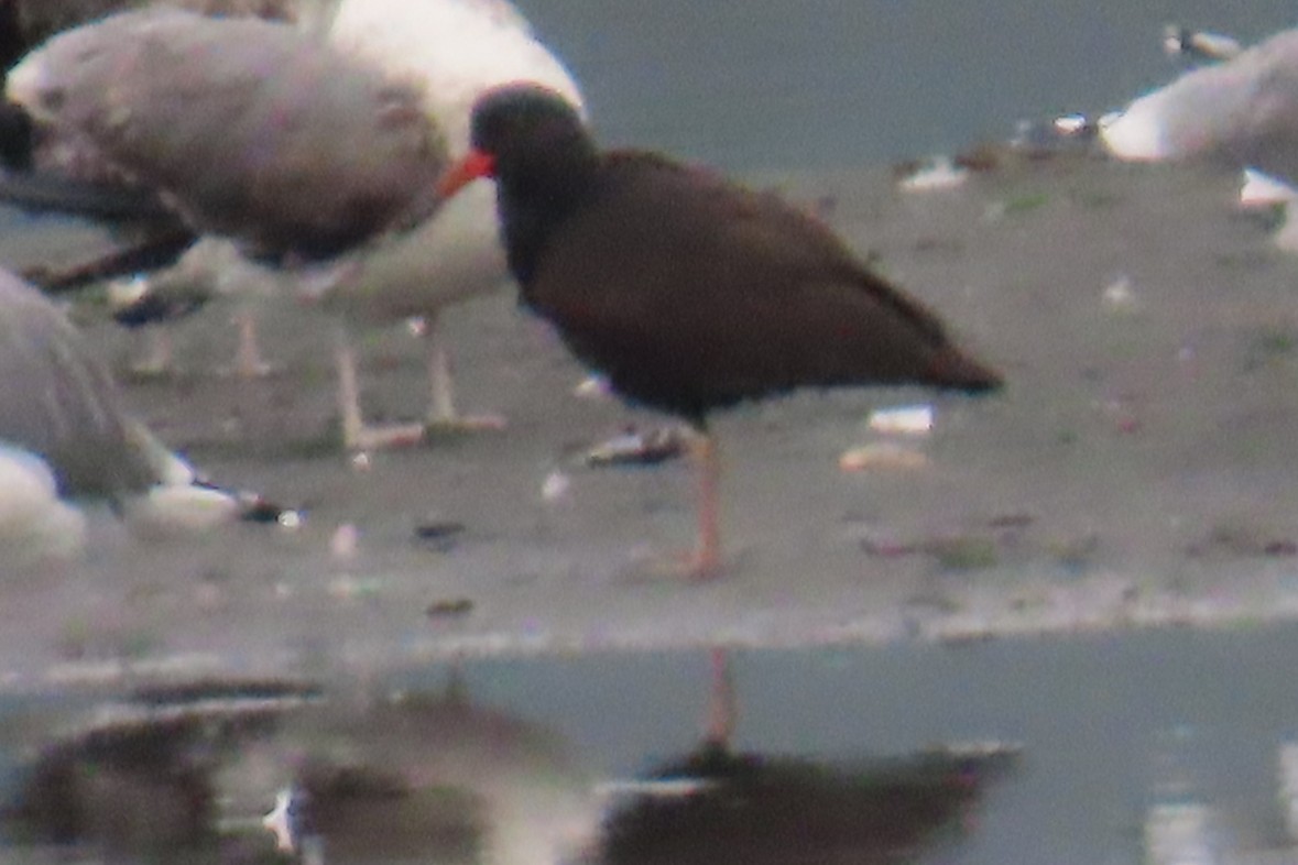 Black Oystercatcher - ML642936144