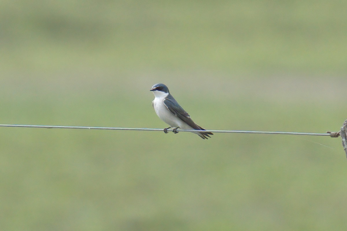 White-rumped Swallow - ML642936145