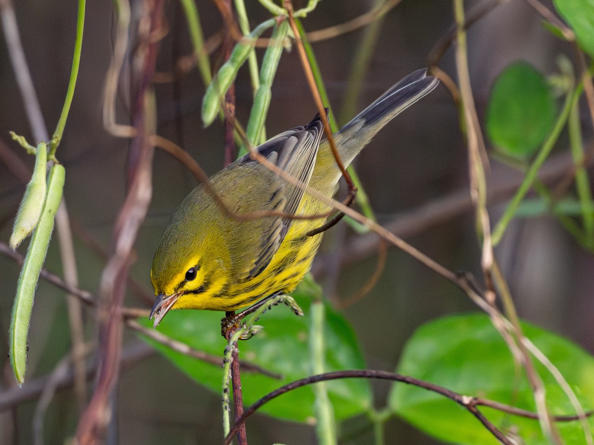 Prairie Warbler - ML642936147