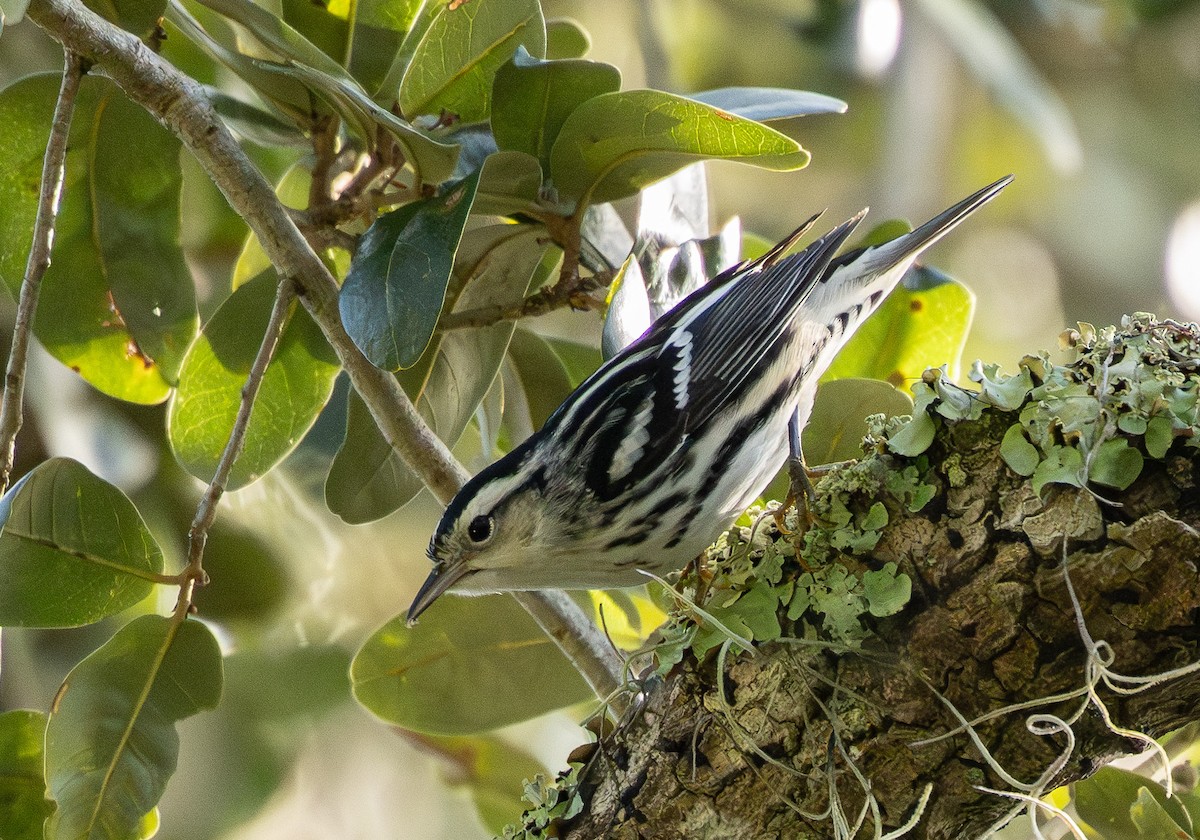 Black-and-white Warbler - ML642936156