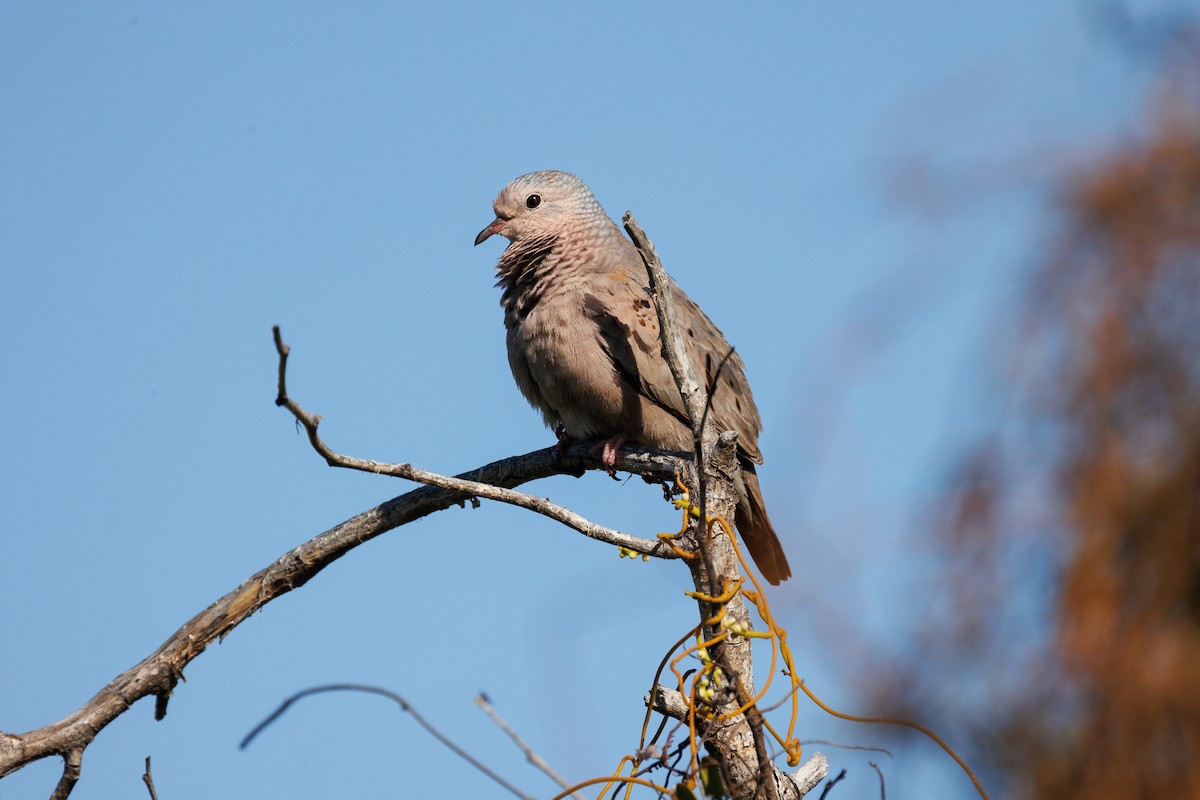 Common Ground Dove - ML642936170