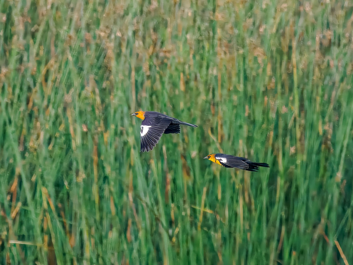 Yellow-headed Blackbird - ML642936186