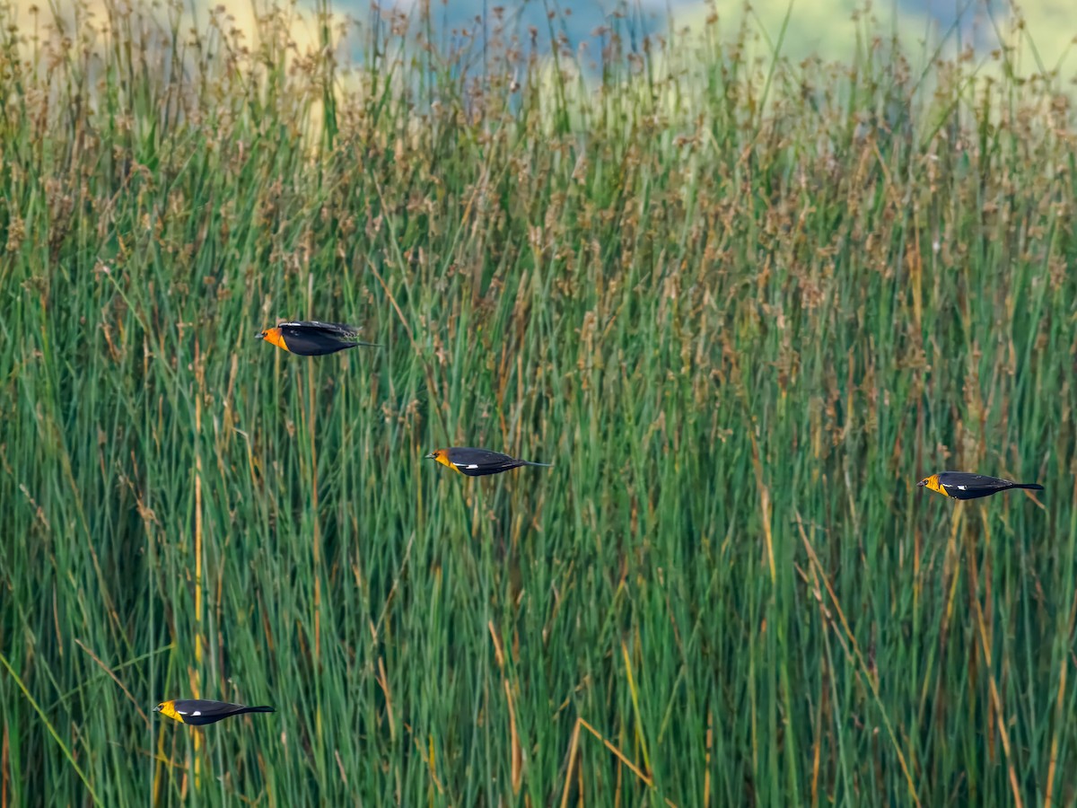Yellow-headed Blackbird - ML642936187