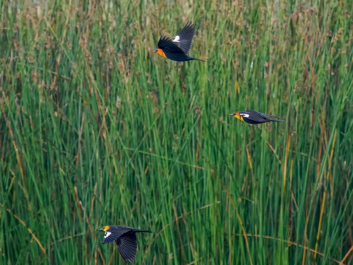 Yellow-headed Blackbird - ML642936188