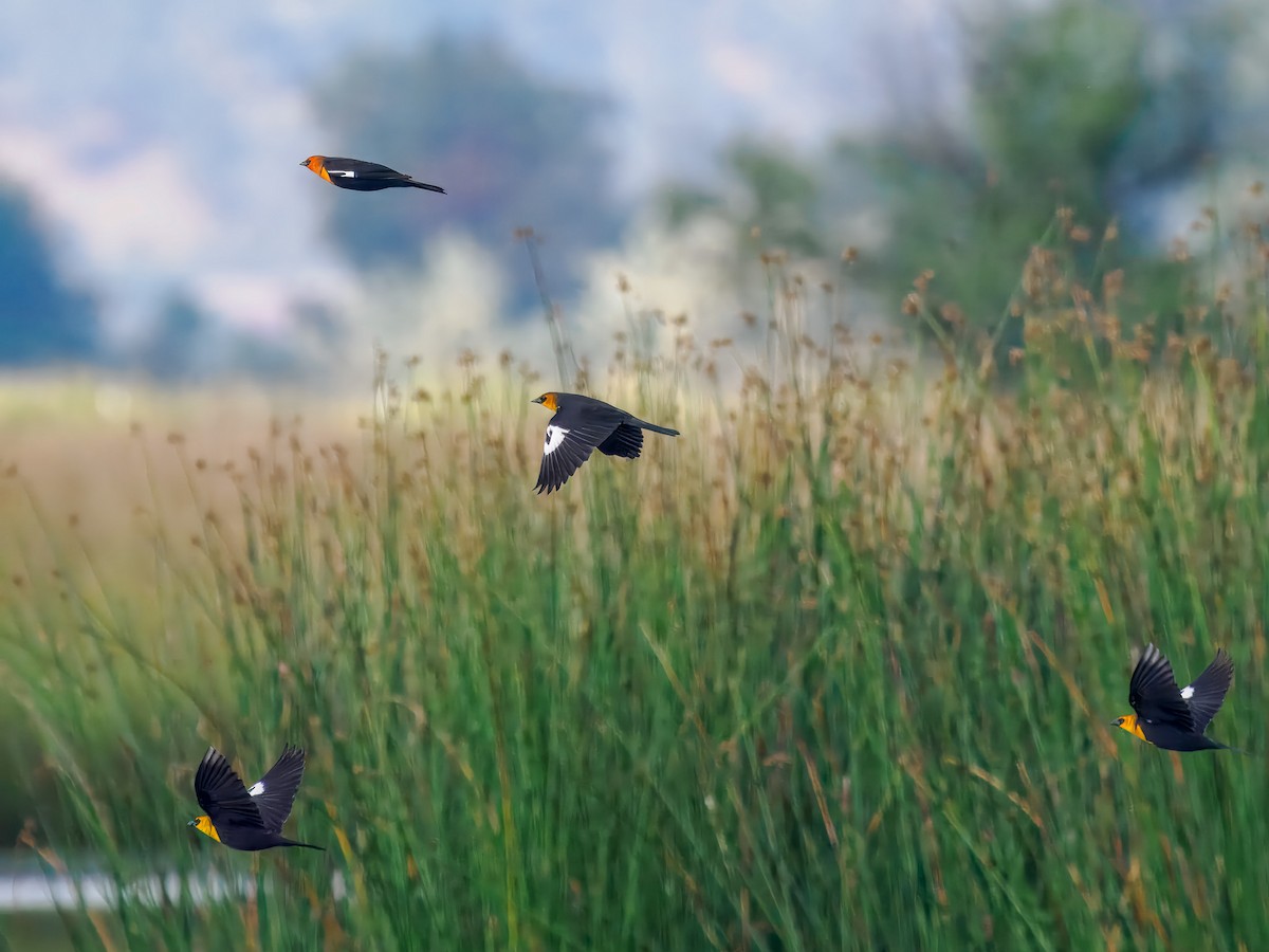 Yellow-headed Blackbird - ML642936189