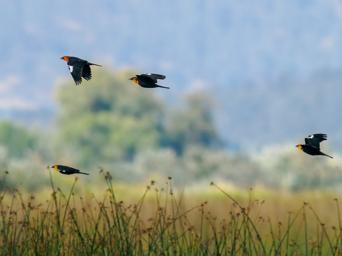 Yellow-headed Blackbird - ML642936190