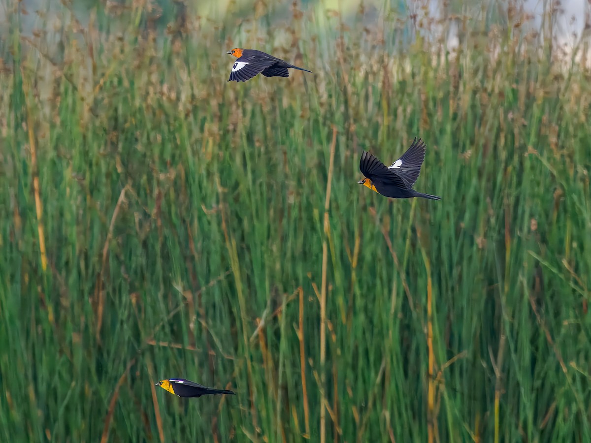 Yellow-headed Blackbird - ML642936191