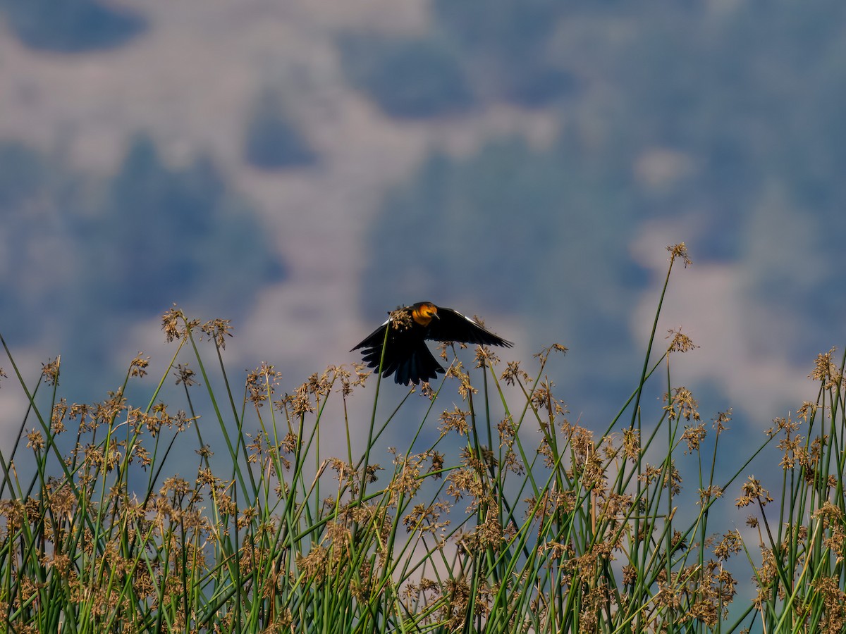 Yellow-headed Blackbird - ML642936192
