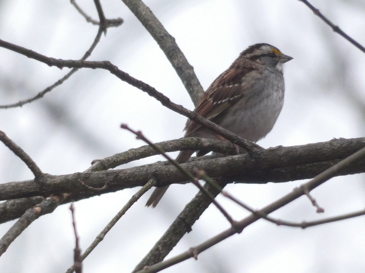White-throated Sparrow - ML642936199