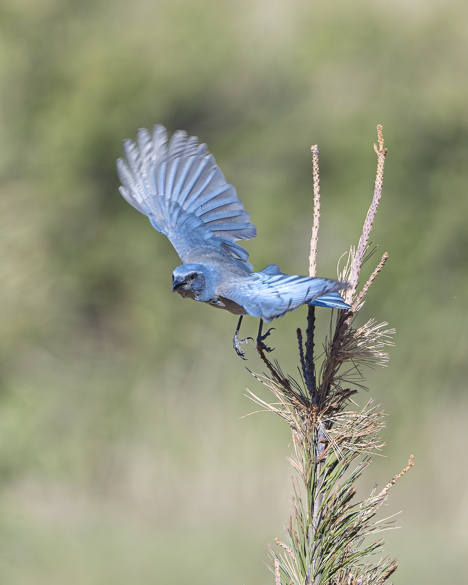Woodhouse's Scrub-Jay - ML642936253