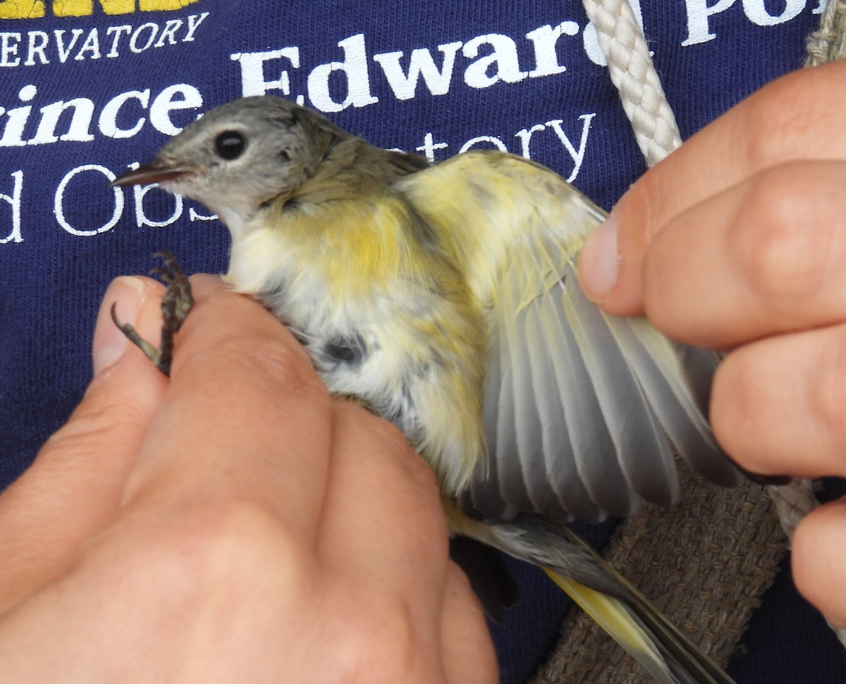 American Redstart - ML642936255