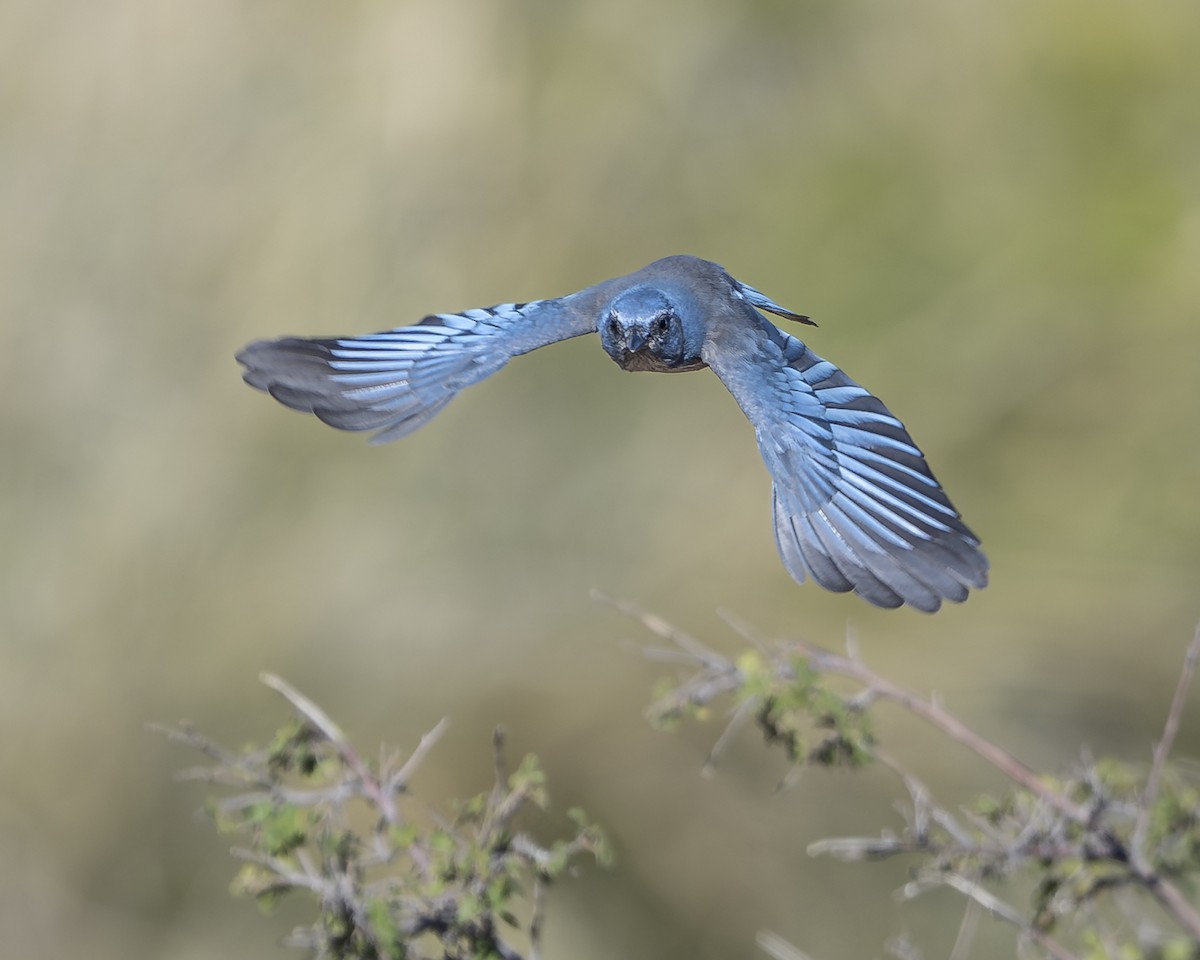 Woodhouse's Scrub-Jay - ML642936256