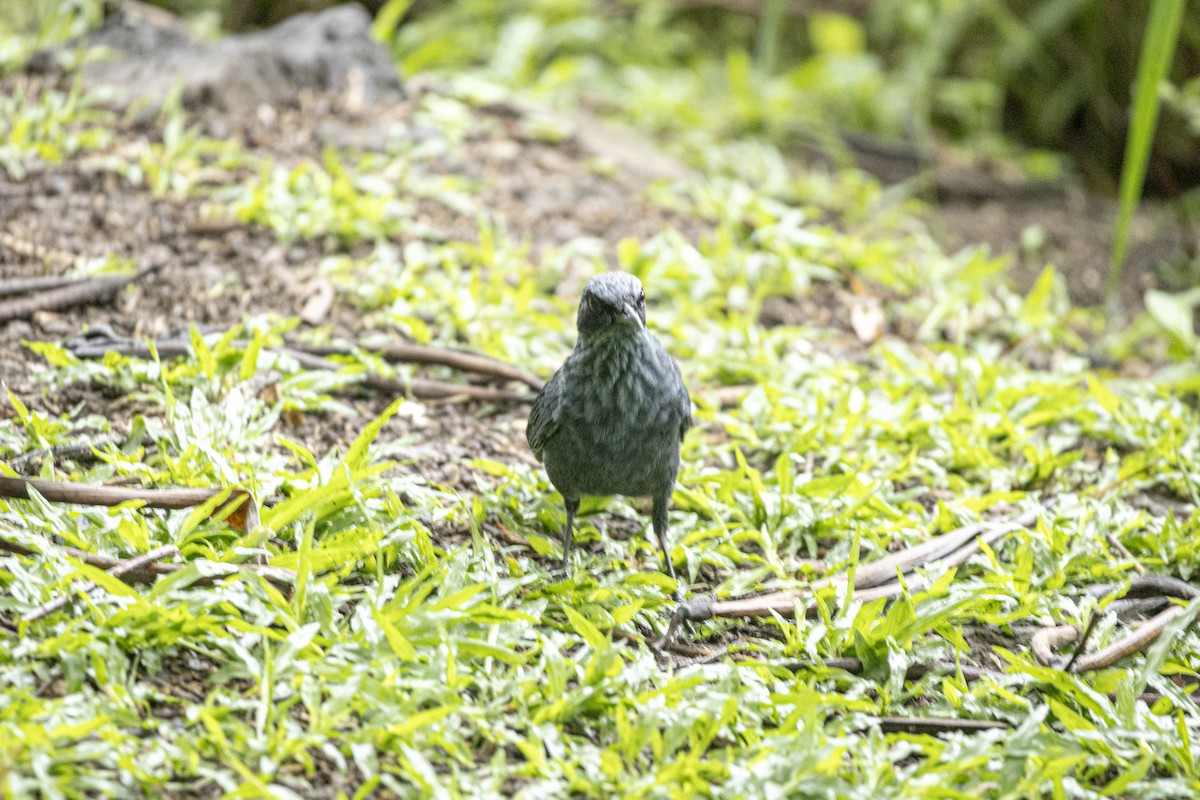 Blue Mockingbird - ML642936259