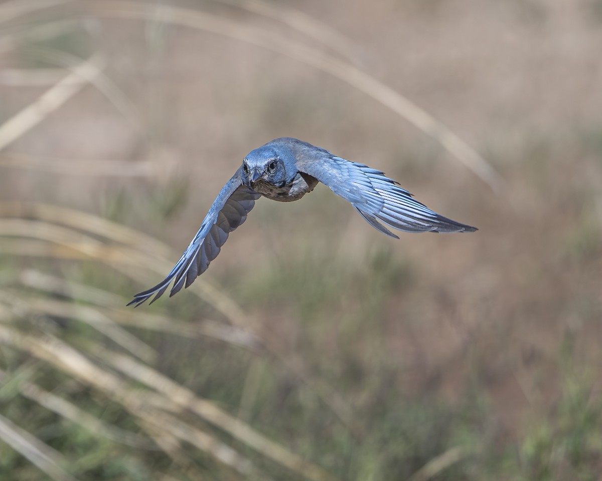 Woodhouse's Scrub-Jay - ML642936260