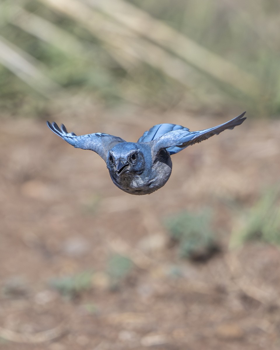 Woodhouse's Scrub-Jay - ML642936262