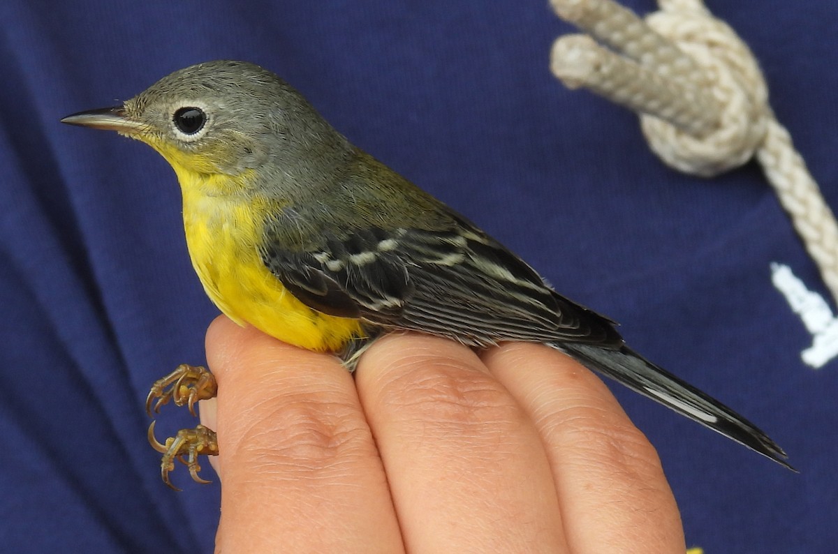 Magnolia Warbler - ML642936289