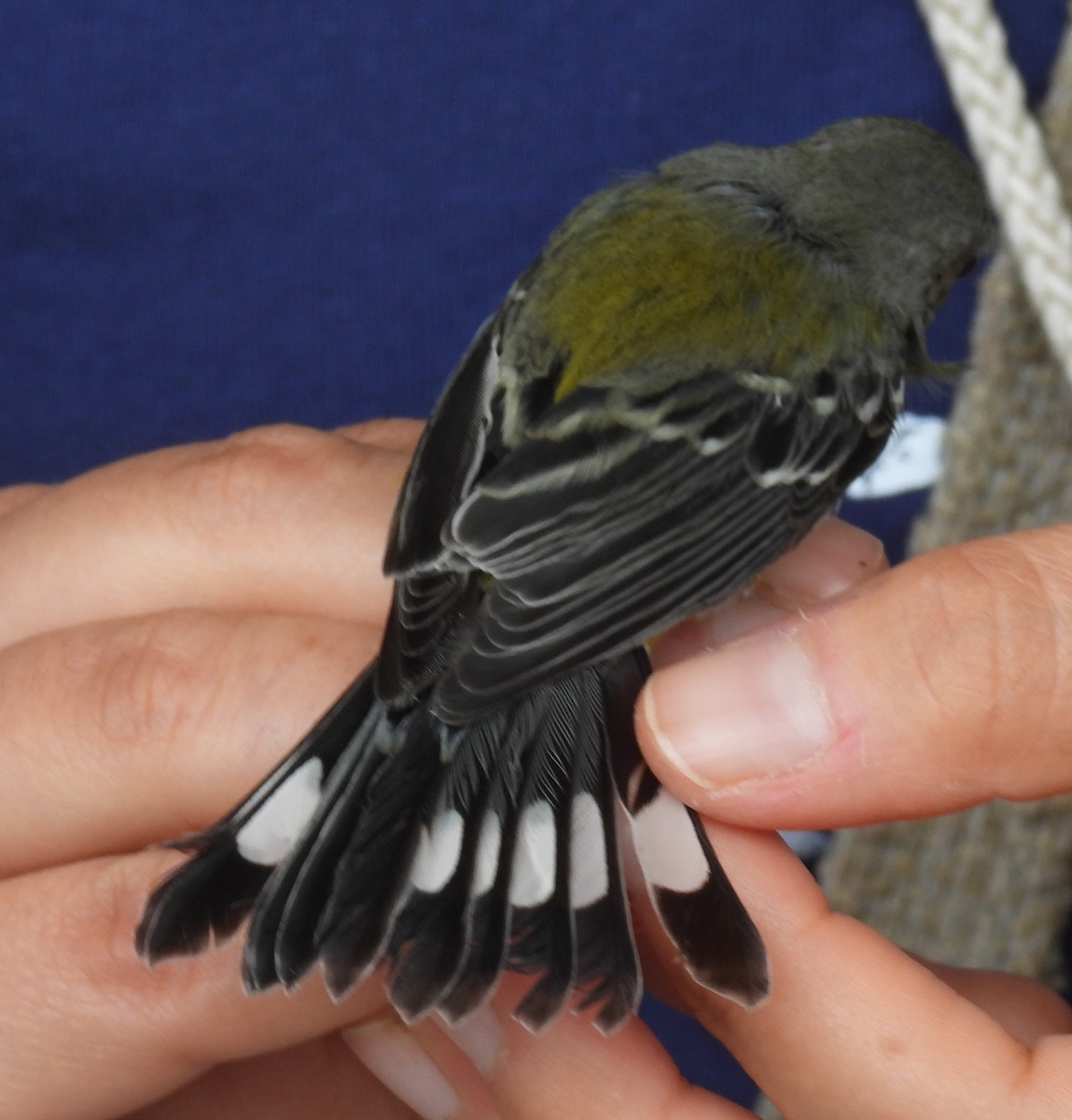 Magnolia Warbler - ML642936290