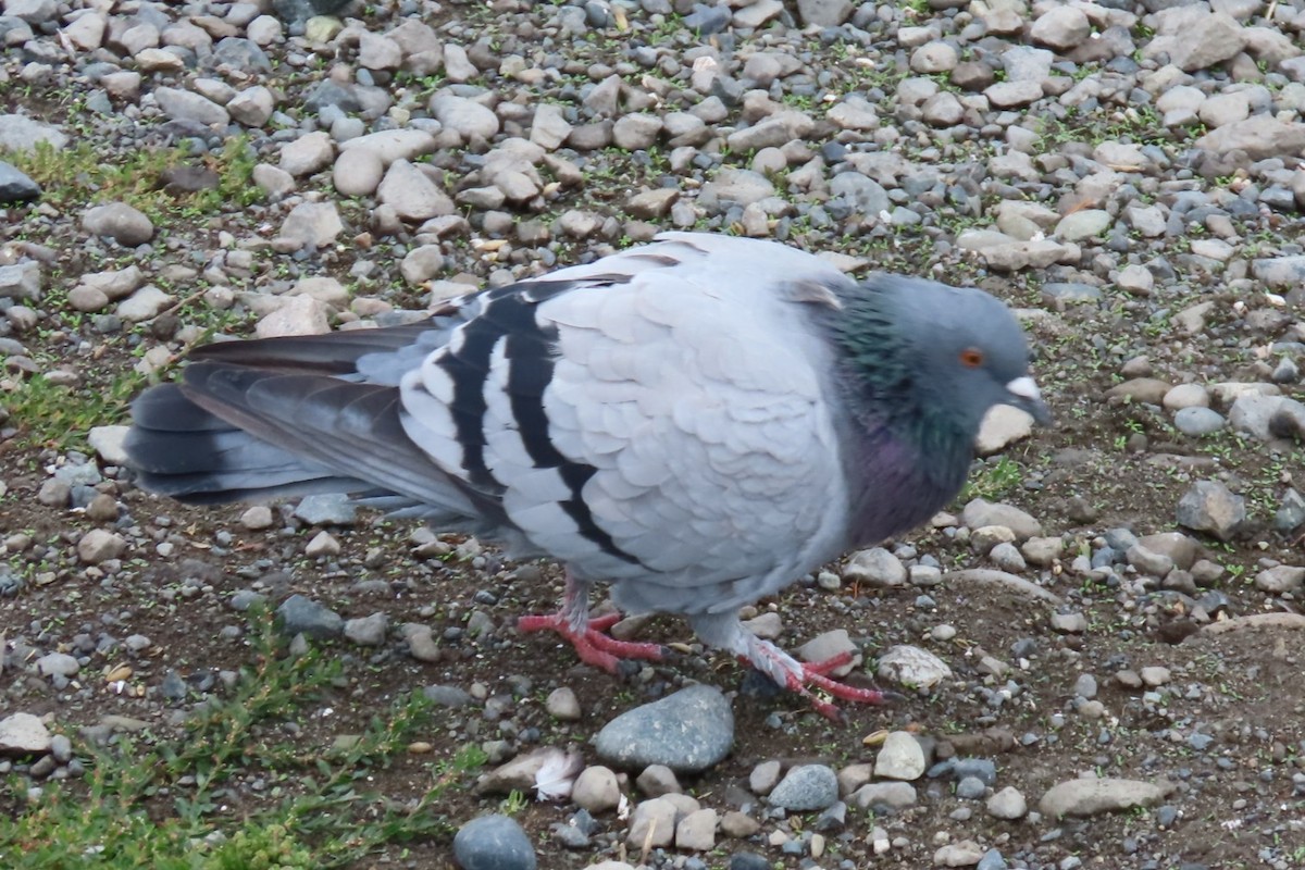 Rock Pigeon (Feral Pigeon) - ML642936293