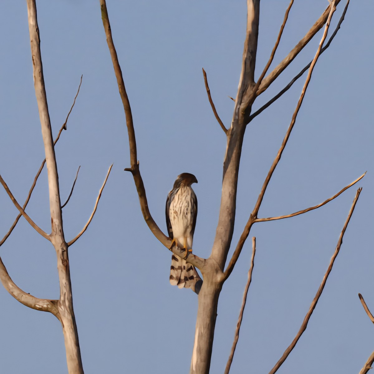Cooper's Hawk - ML642936311