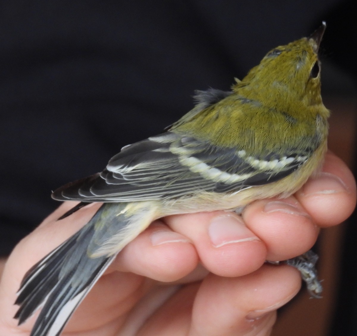 Bay-breasted Warbler - ML642936322