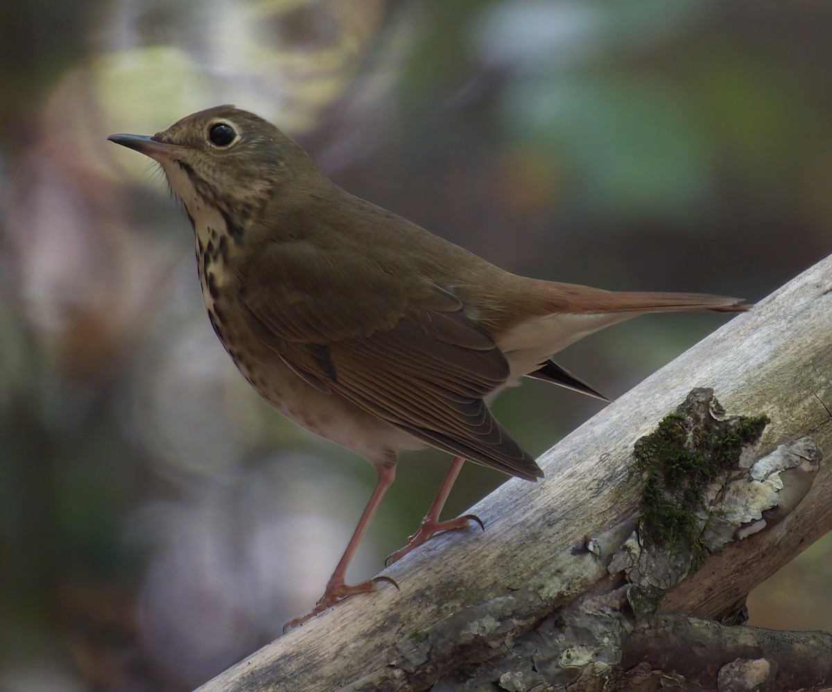 Hermit Thrush - ML642936327
