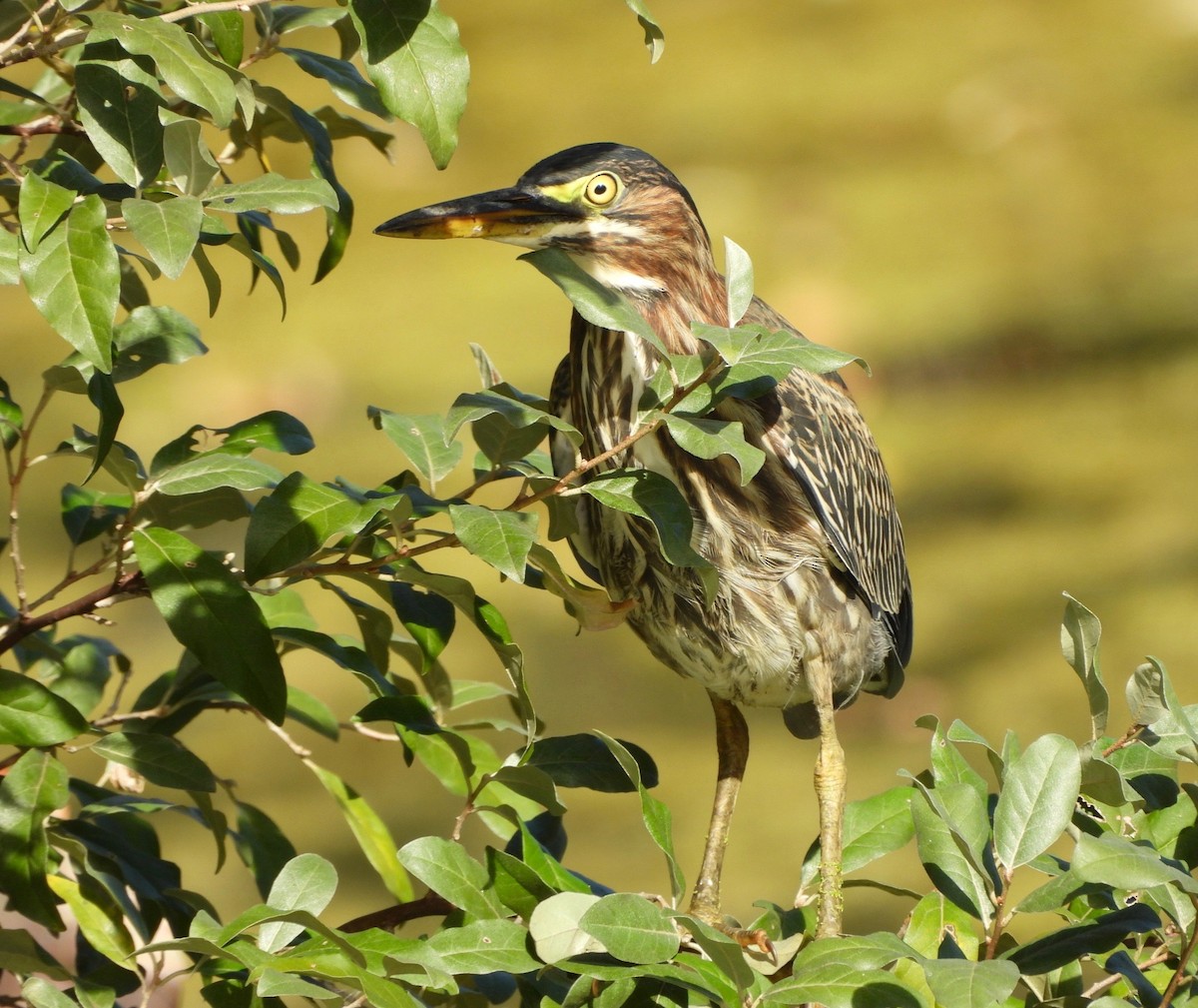 Green Heron - ML642936333