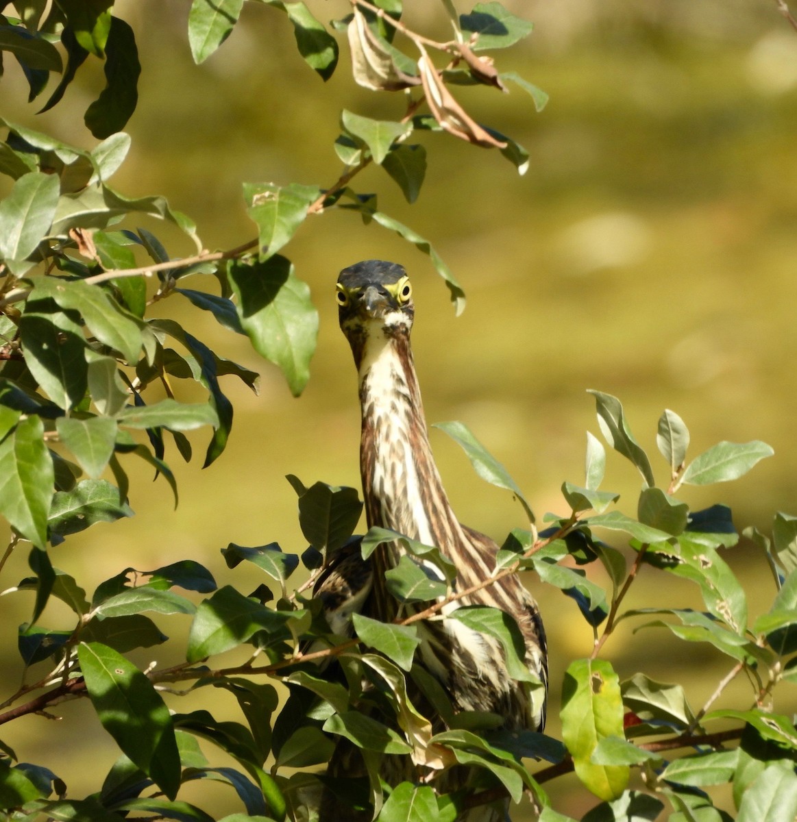 Green Heron - ML642936334
