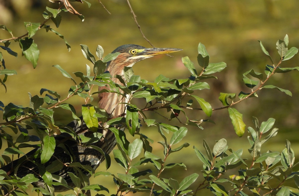 Green Heron - ML642936335