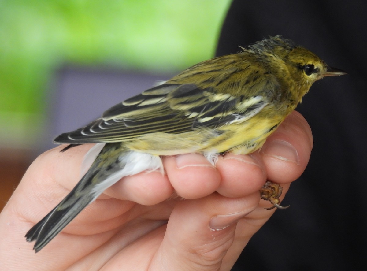 Blackpoll Warbler - ML642936349