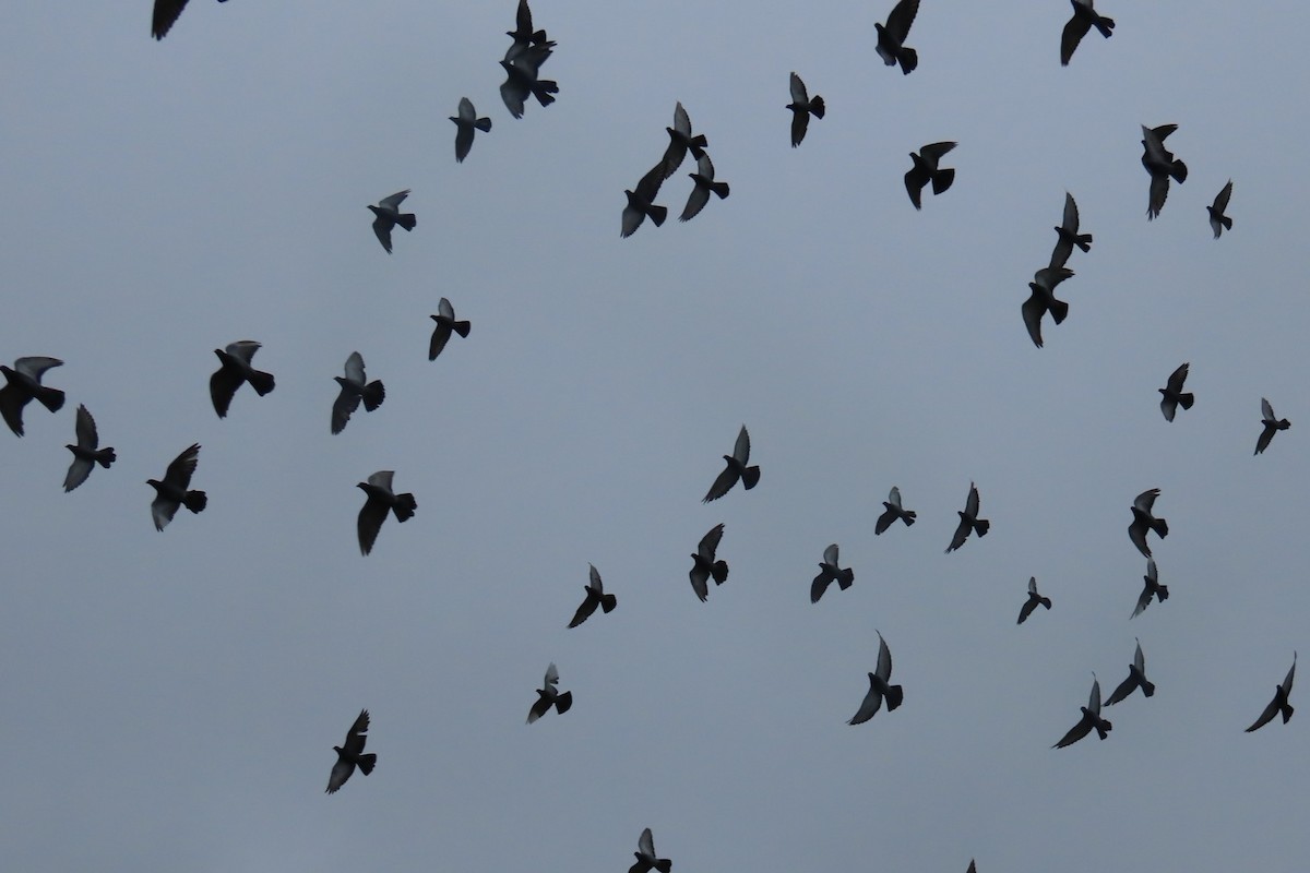 Rock Pigeon (Feral Pigeon) - ML642936350