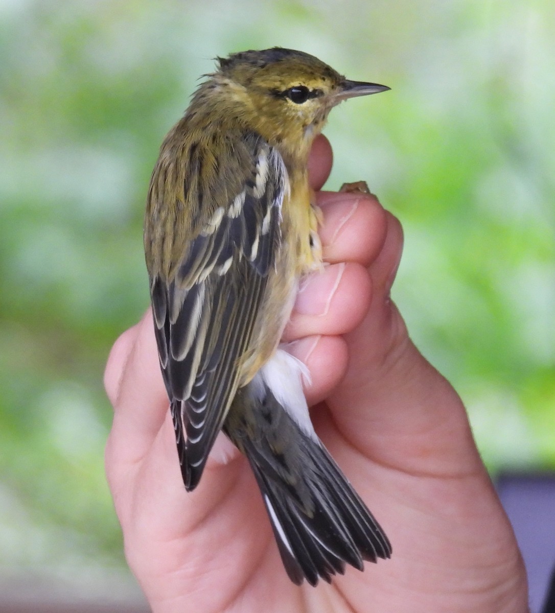 Blackpoll Warbler - ML642936356