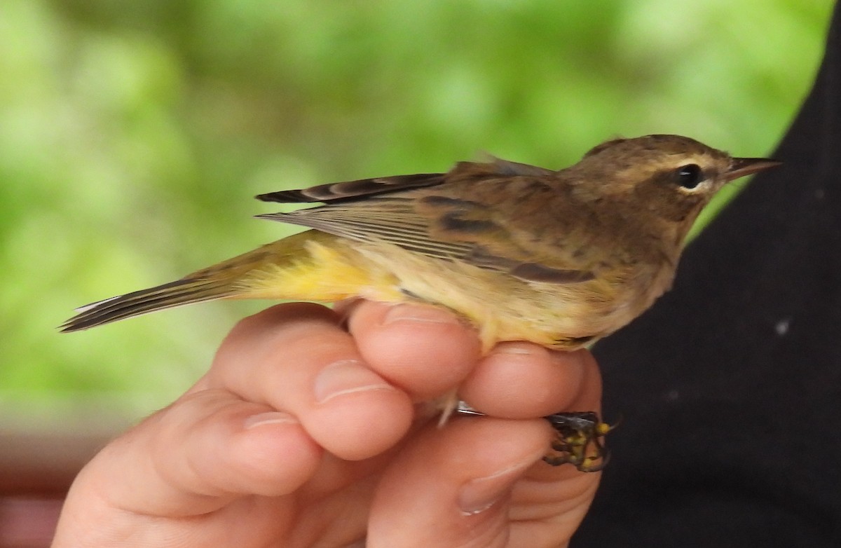 Palm Warbler - ML642936370