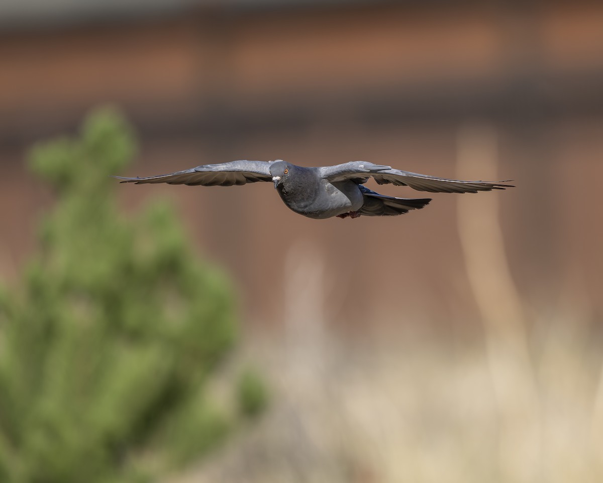 Rock Pigeon (Feral Pigeon) - ML642936380